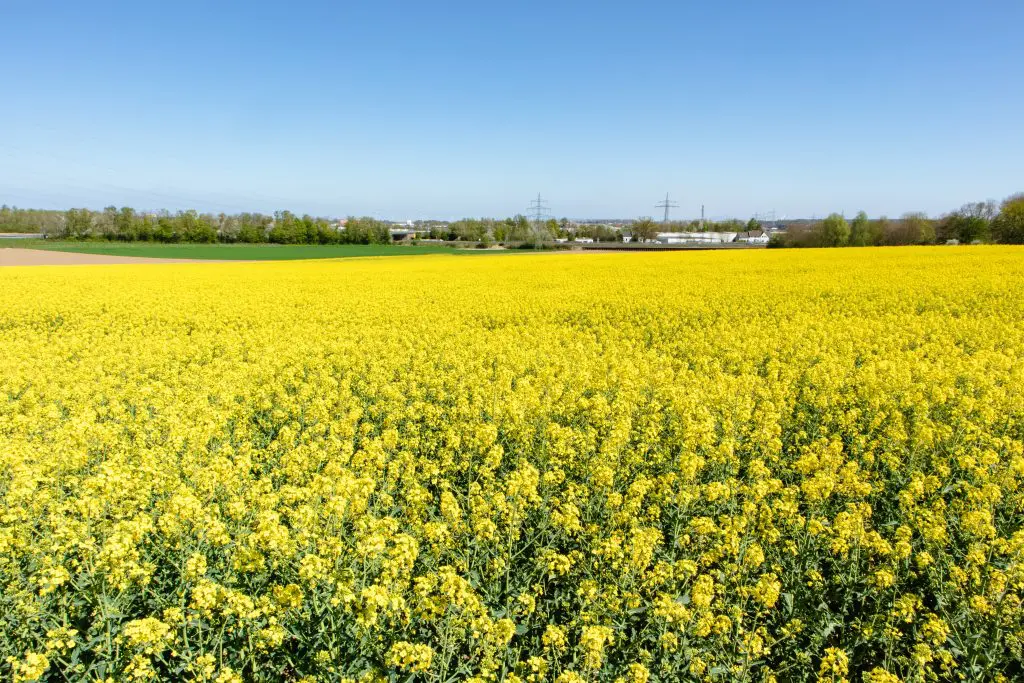 Champ de colza en fleur